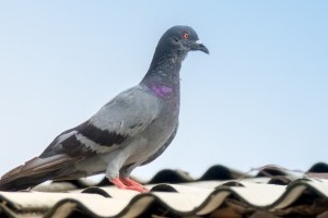 Pigeon Control, Pest Control in St Paul's, Fleet Street, EC4. Call Now 020 8166 9746